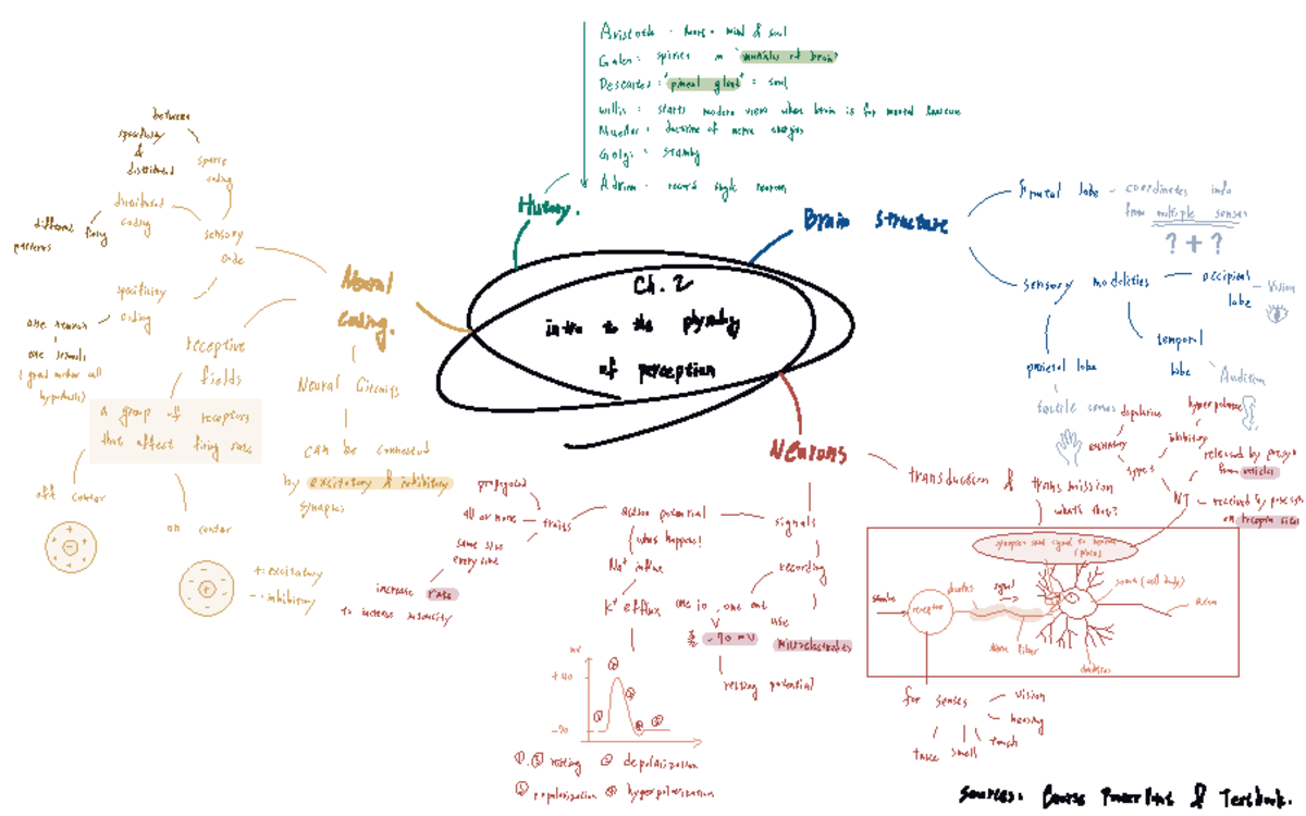 Perception Mind Map: Neurological Coding & Sensory Processing - Studocu