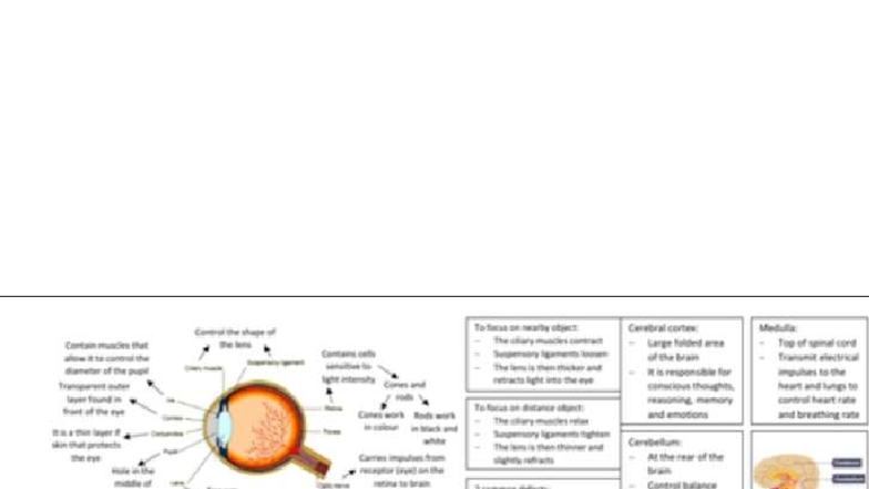 Cerebral Cortex and Eye Function: A Study on Vision Mechanics ...