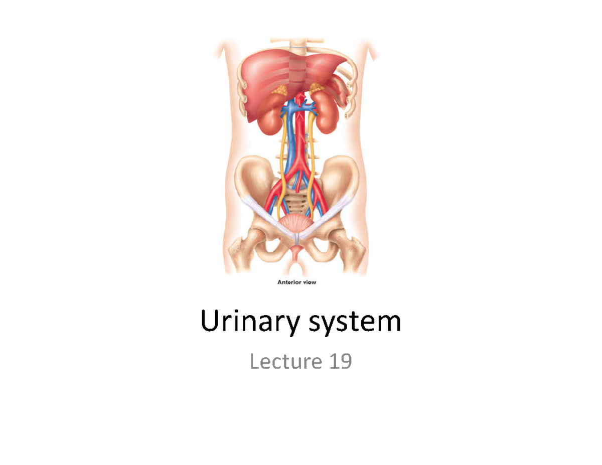 Urinary System Overview: Renal Function and Structure Lecture Notes ...