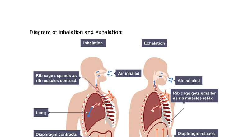 Lesson 9: Inhalation and Exhalation During Exercise (BIO 101) - Studocu
