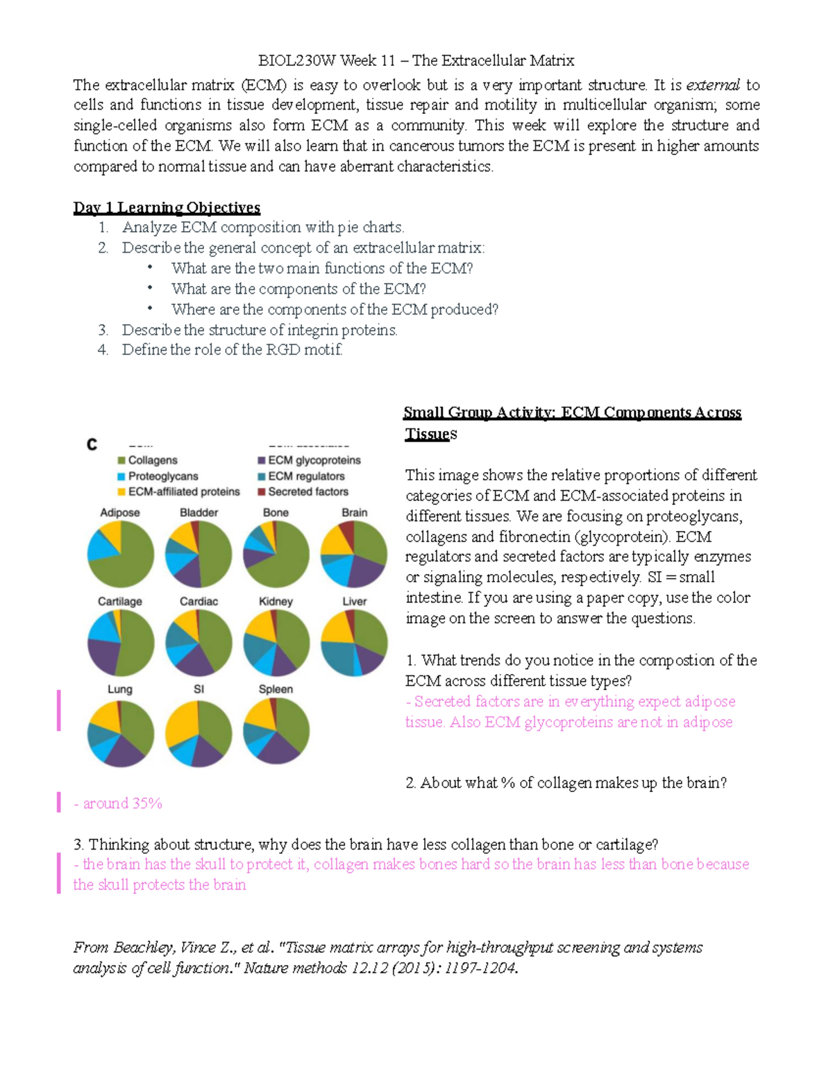 BIOL230W Week 11 Lecture notes on the extracellular matrix - Studocu