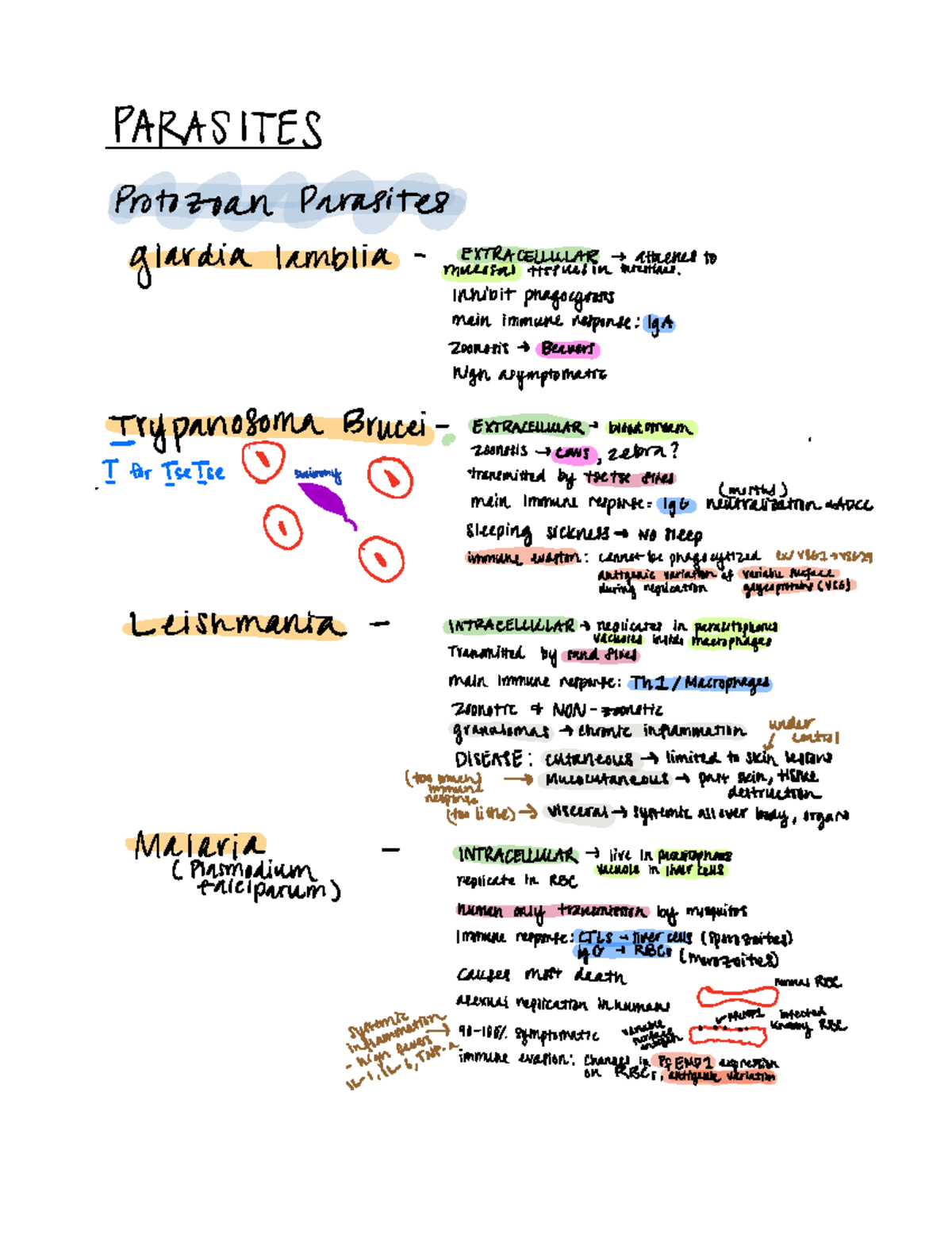 PARASITES: Protozoan and Helminth Overview for Exam (BIO 101) - Studocu