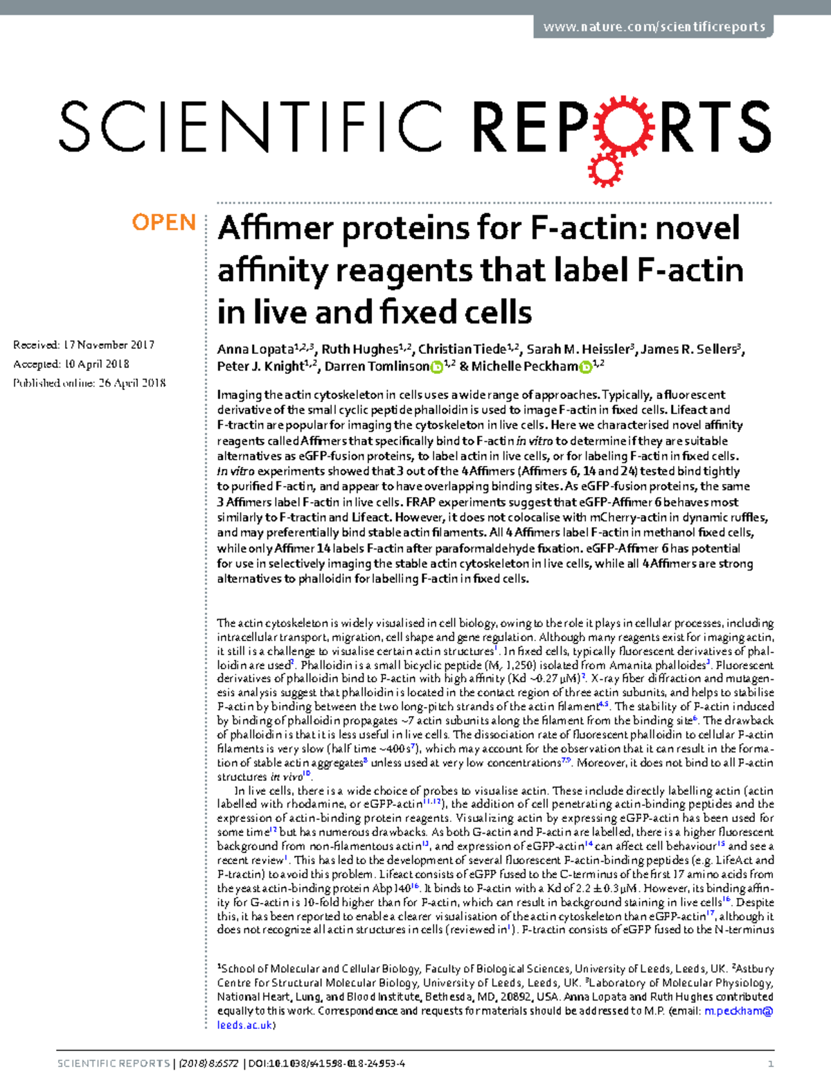 Affimer Proteins as Alternatives to Phalloidin for Actin Labeling in ...