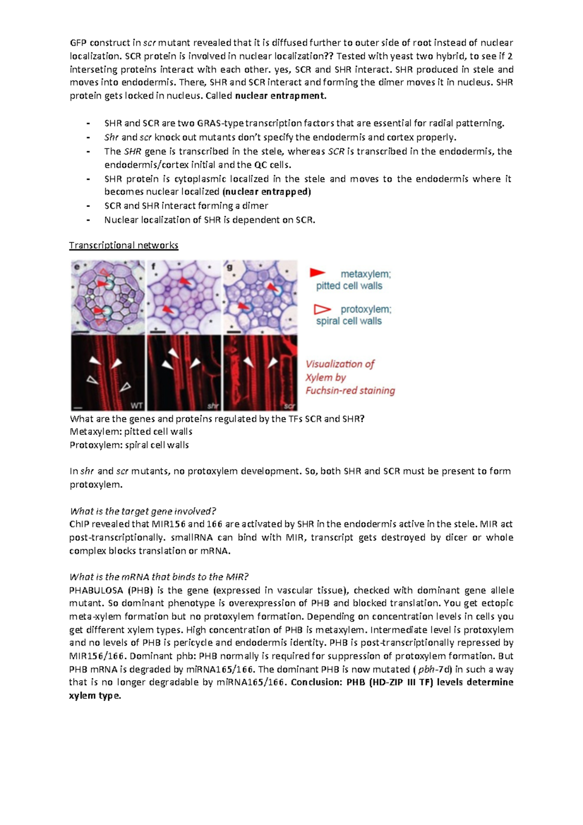CCB: Interactions of SCR and SHR in Root Development Mechanisms ...