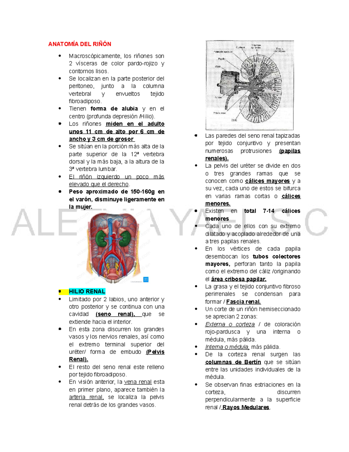 Anatomía del Riñón: Estructura y Función - Curso de Biología 101 - Studocu