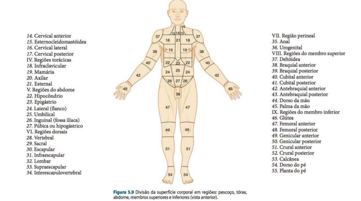 Regiões do Corpo Humano: Anatomia e Divisão Superficial - Studocu