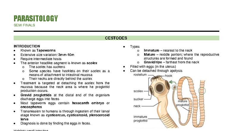 PARASITOLOGY MIDTERMS CESTODES OVERVIEW AND CHARACTERISTICS - Studocu