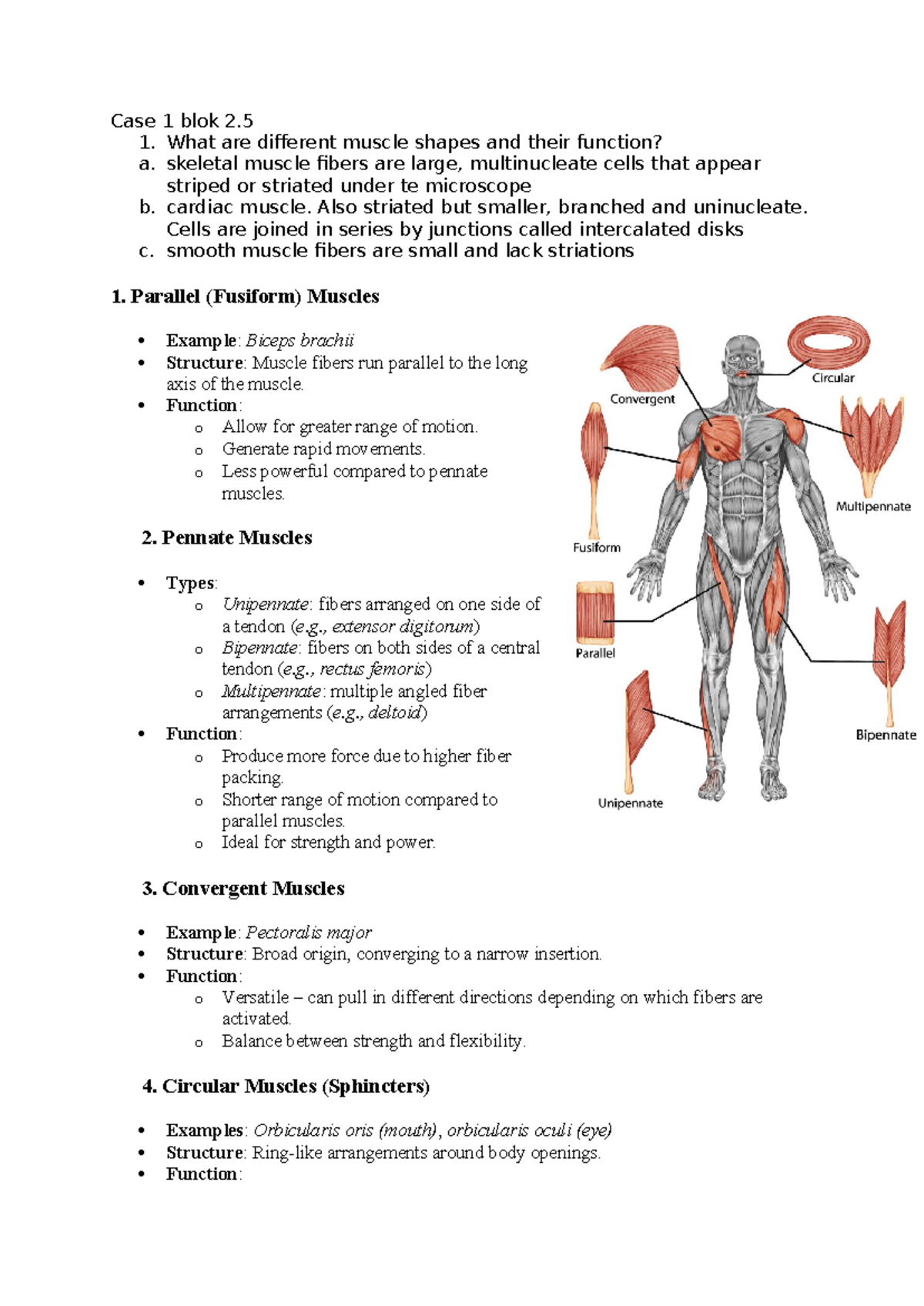 Case Study 1: Muscle Shapes and Functions in Anatomy - Studeersnel