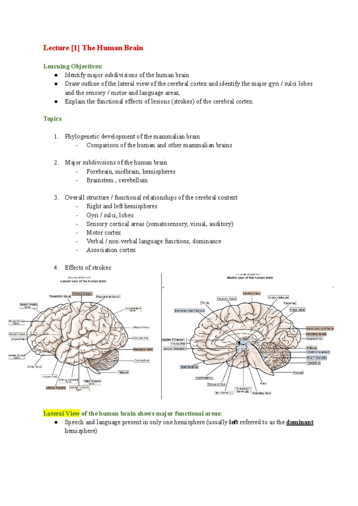 Brain Lecture Notes: Major Areas and Functions of the Human Brain - Studocu