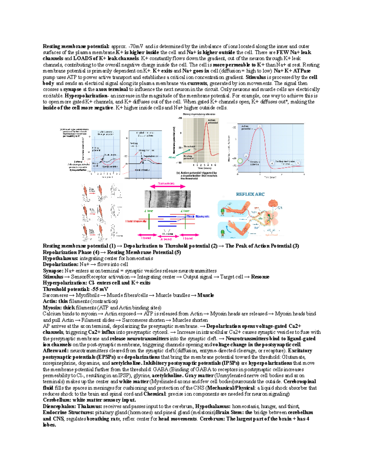 Physiology Study Guide #2: Resting Membrane Potential and Action ...