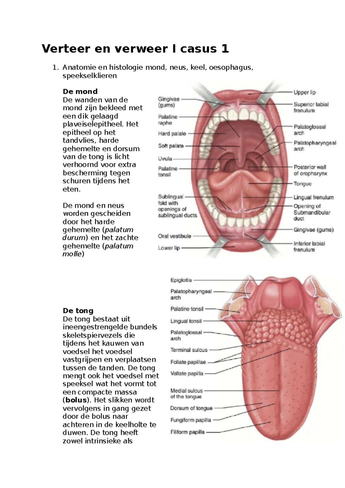Verteer en verweer I - Casus 1: Anatomie van de Mond en Oesophagus ...