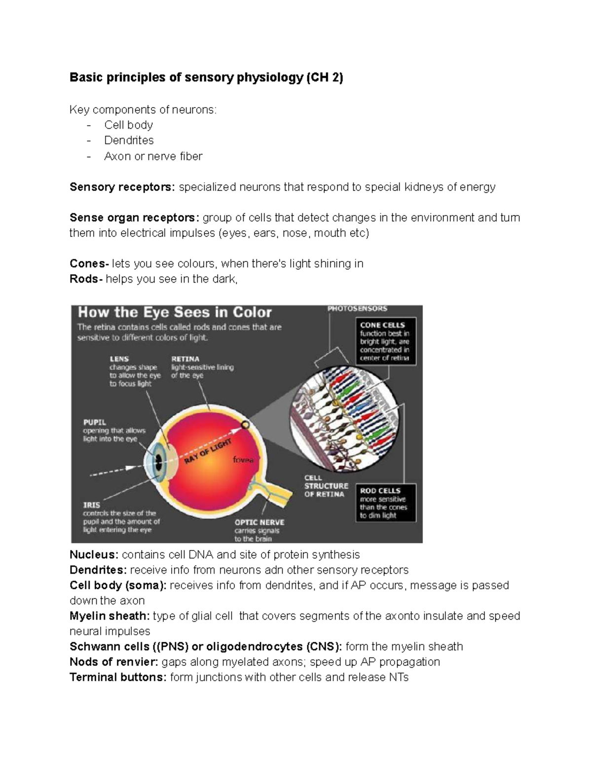 Basic Principles of Sensory Physiology (CH 2) Lecture Notes - Studocu