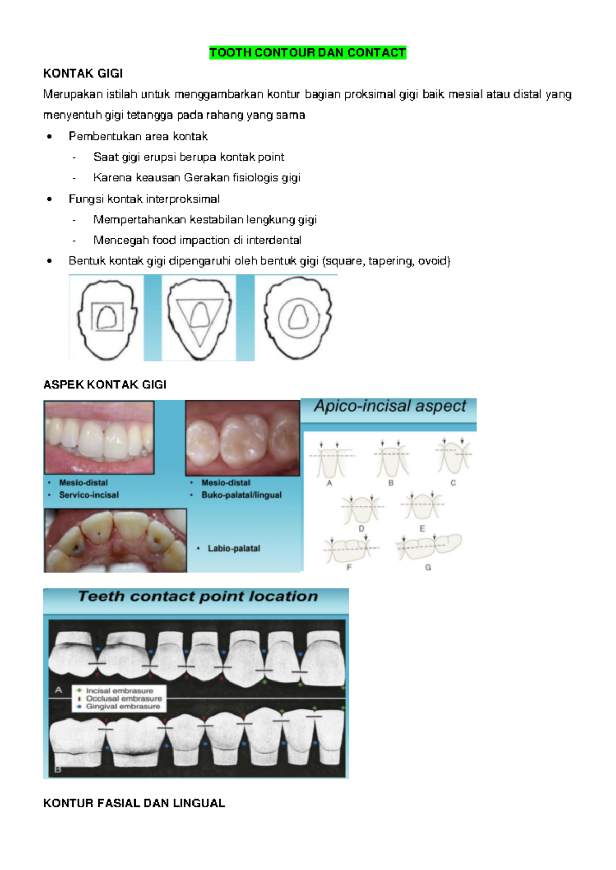 Tooth Contour and Contact in Dental Anatomy (DAN) - Studocu