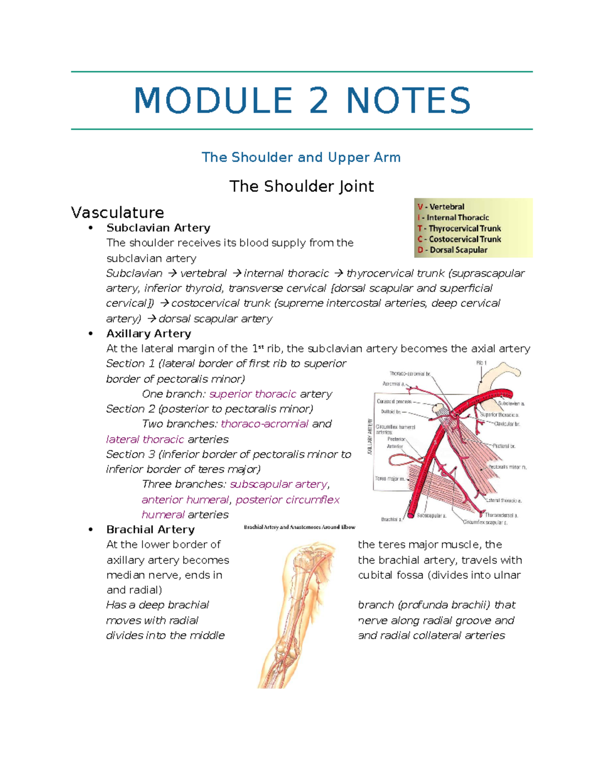 Module 2 Notes: Anatomy of the Shoulder and Upper Arm - Studocu