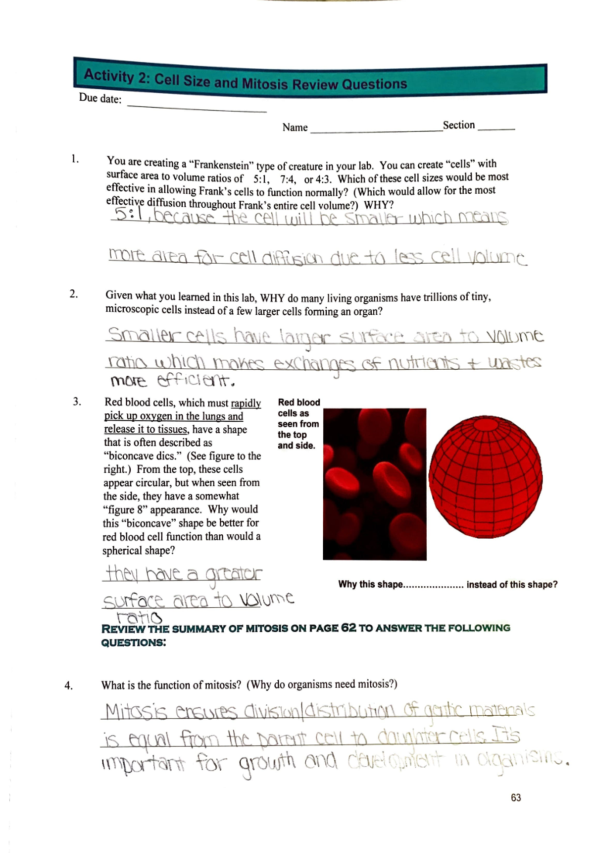 Biology Lab Notes: Mitosis & Cell Function - Pages 63-64 - Studocu