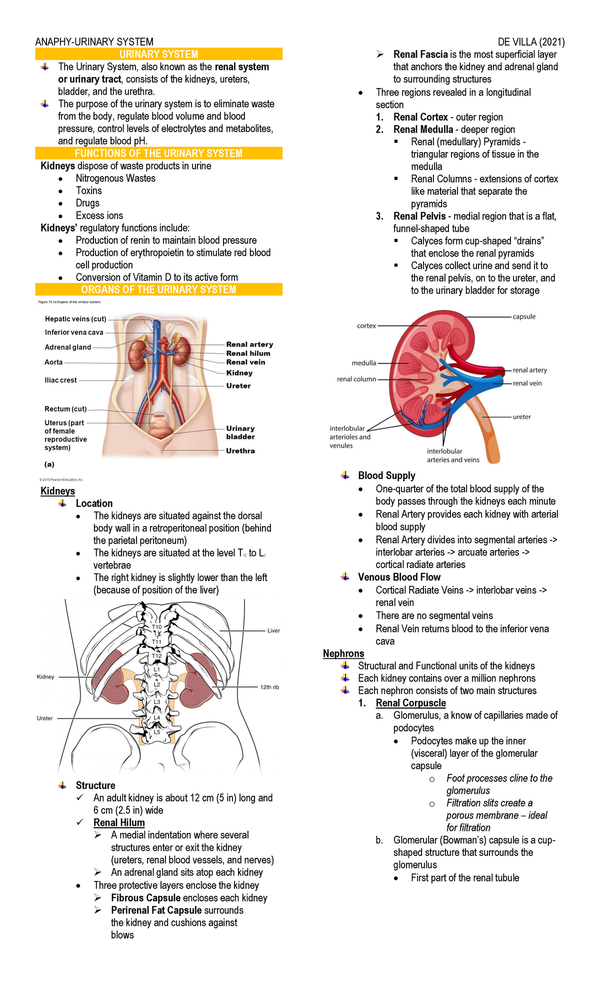 Urinary System - Lecture Notes ANAPHY 2021 - Studocu