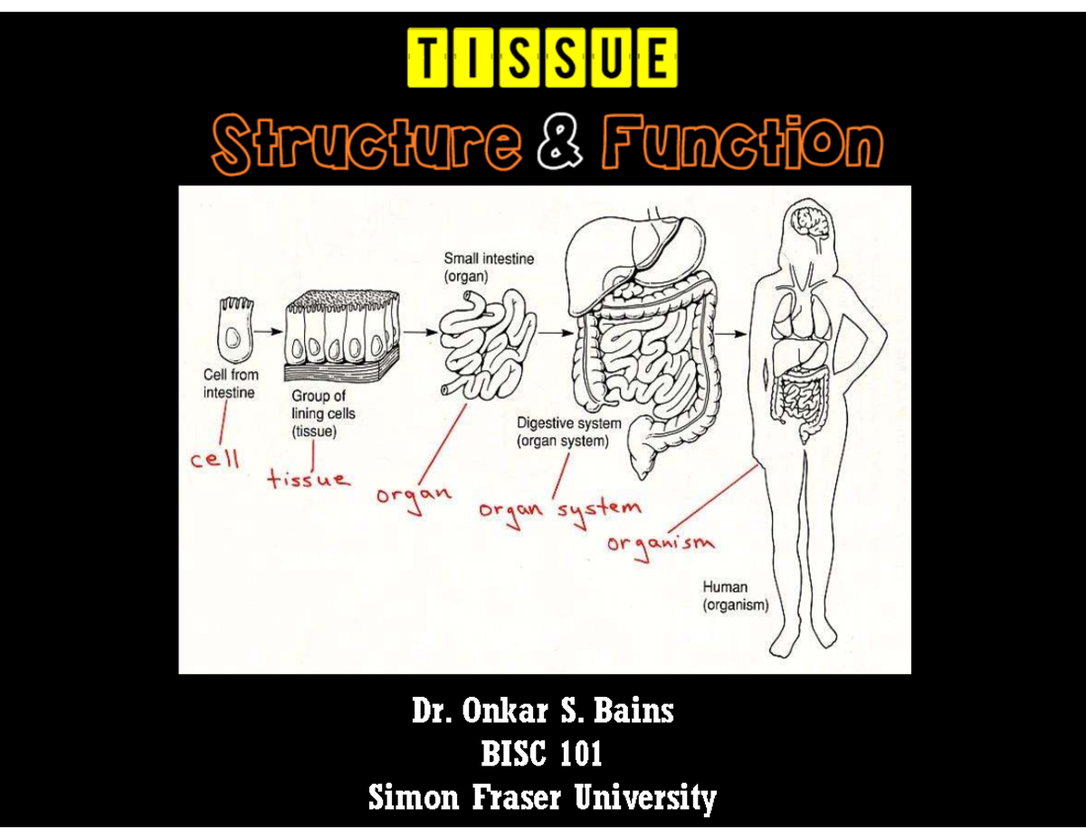 BISC 101 - Spring 2025 - Overview of animal tissue structure and ...
