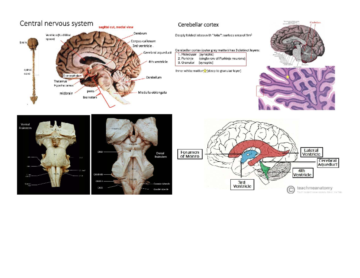 Cerebellum and Brainstem Anatomy Diagrams - CNS Overview - Studocu