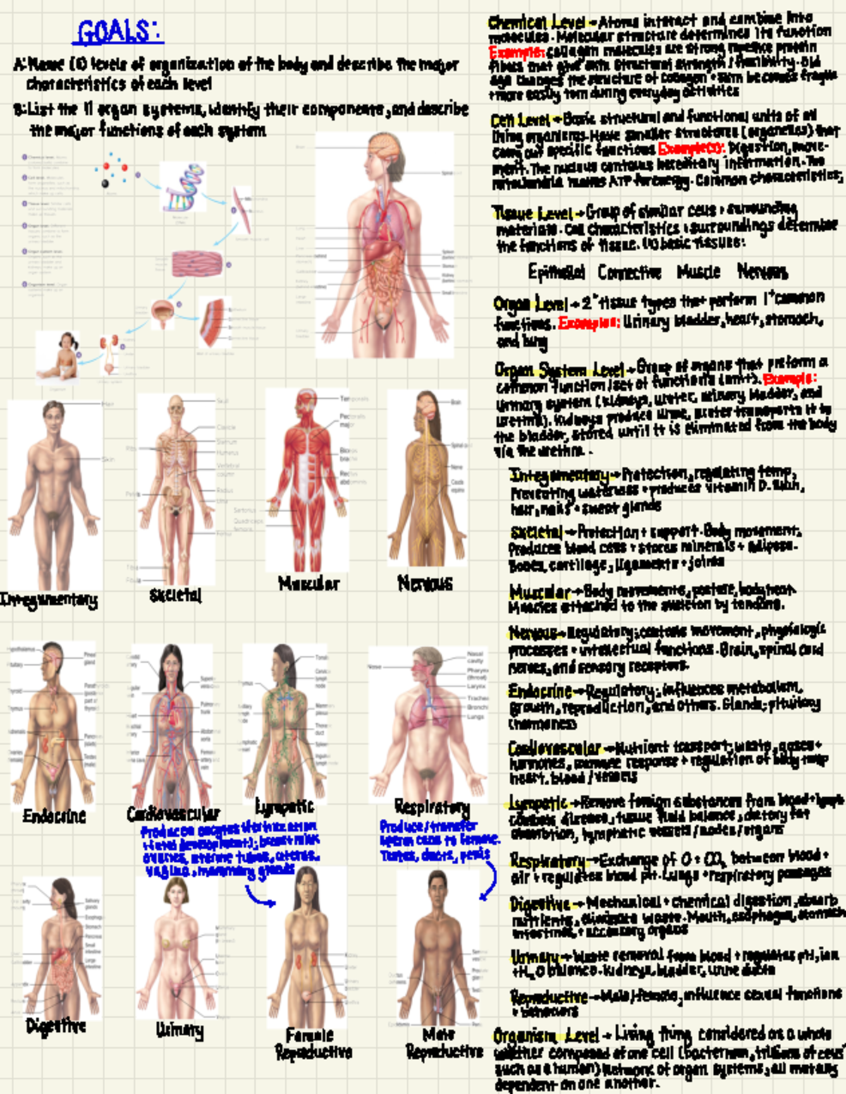 Anatomy and Physiology 1 Chapter 1.2: Structural & Functional ...