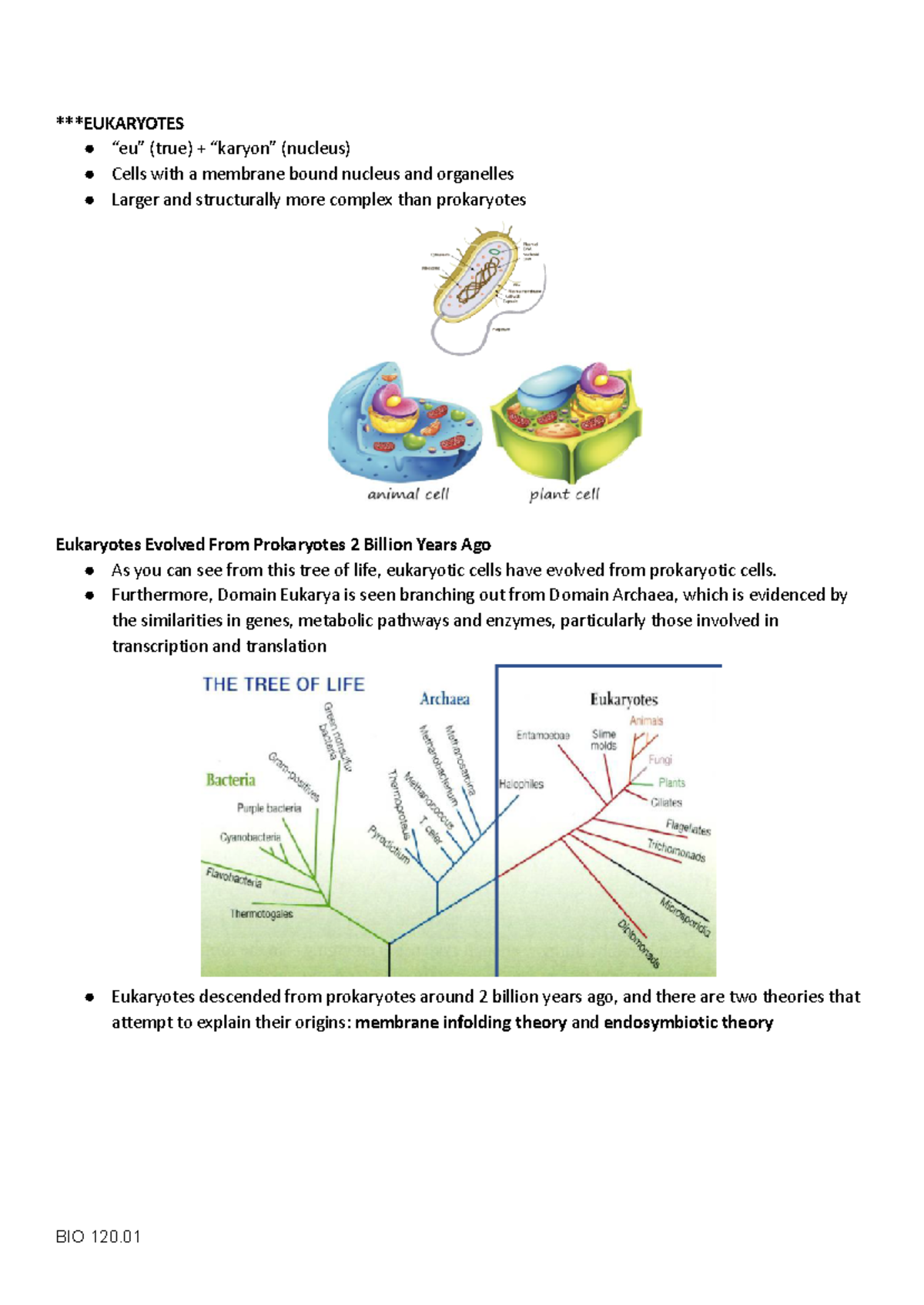 EUK 101: Microbiology Lecture on Eukaryotes and Their Evolution - Studocu