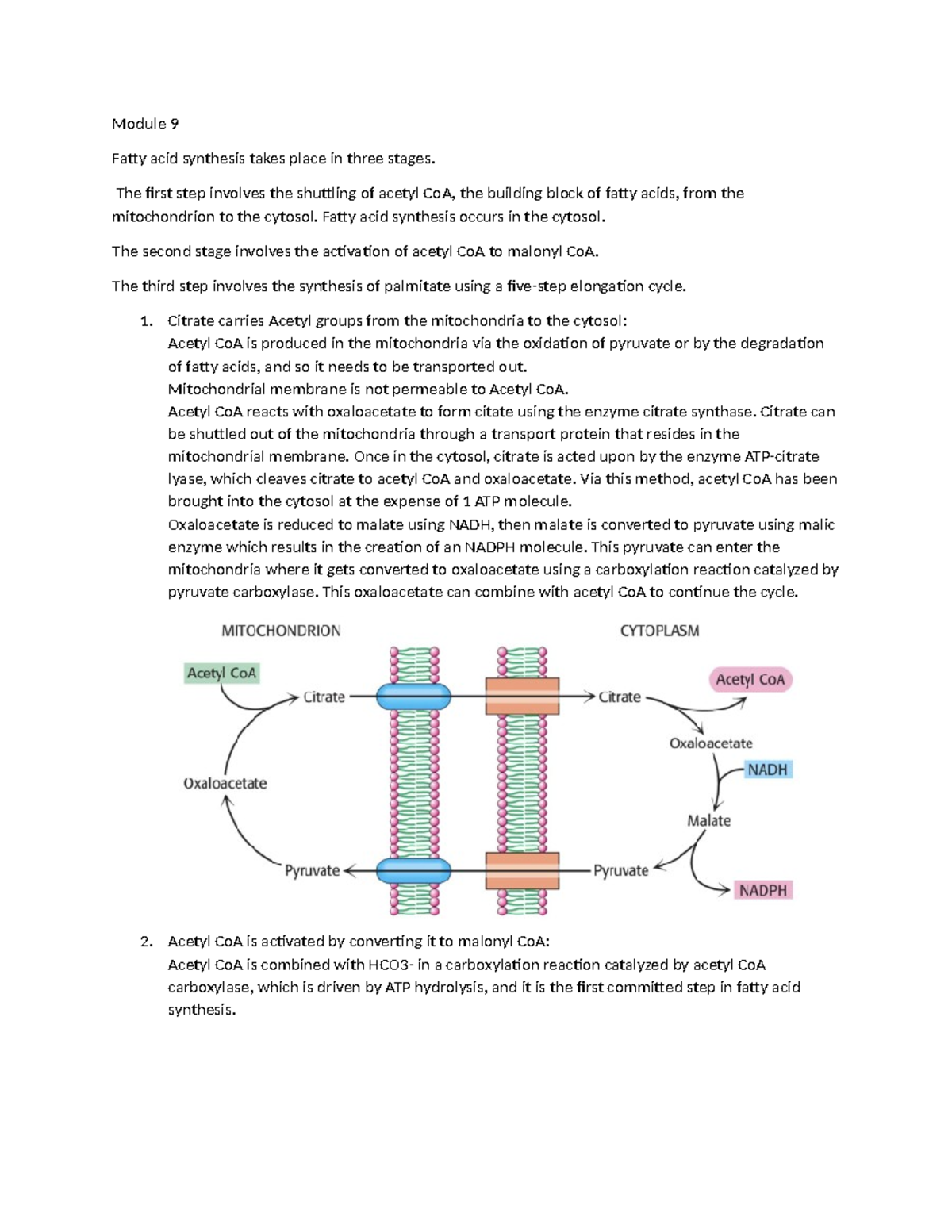 Metabolism Final Exam notes - Module 9 Fatty acid synthesis takes place ...