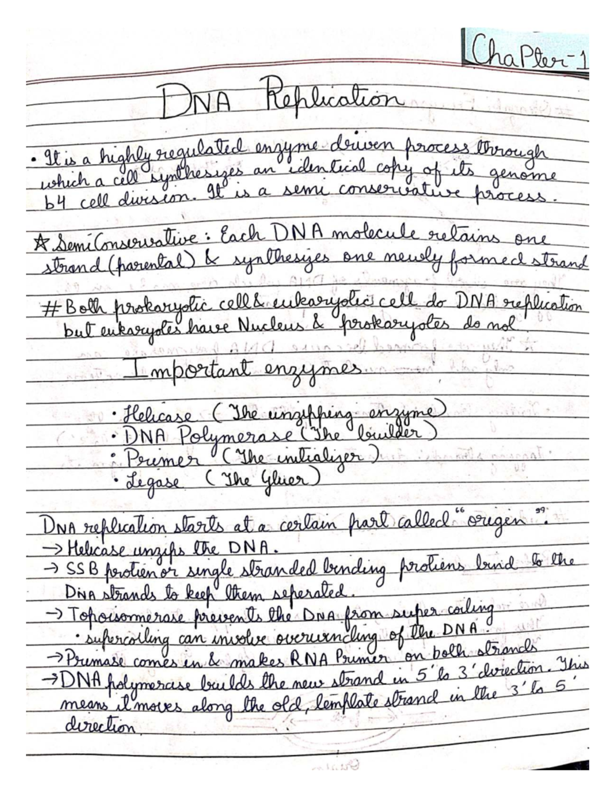 DNA Replication - Basics (BIO101 Lecture Notes) - Studocu