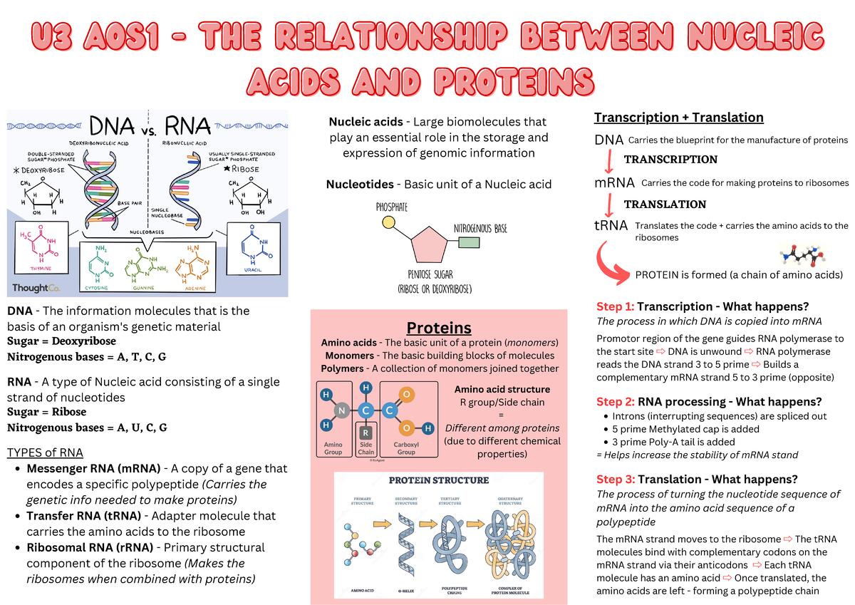 U3 AOS1 - Exploring the Connection between Nucleic Acids and Proteins ...