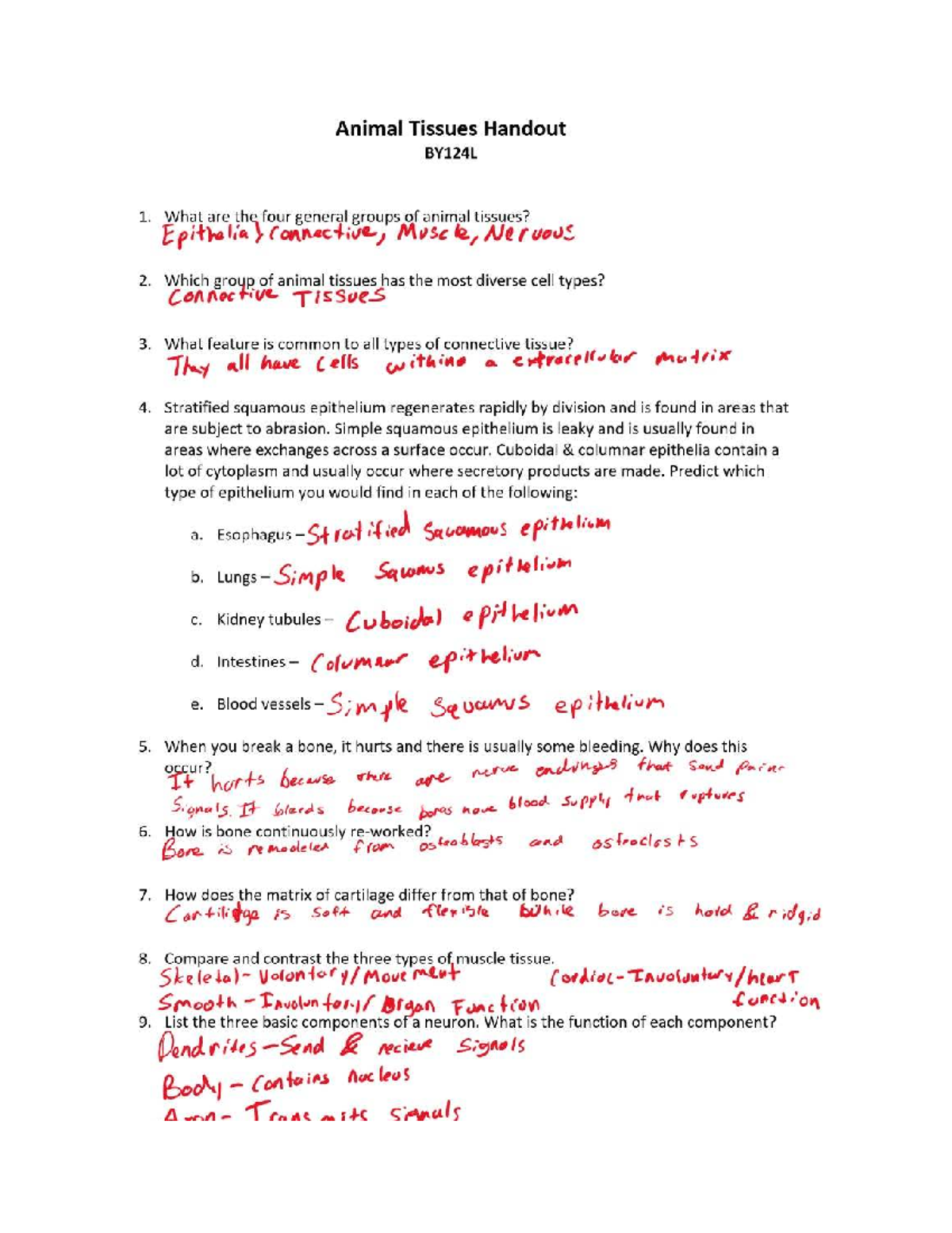 Animal Tissues HW 124L: Overview of Types and Functions - Studocu