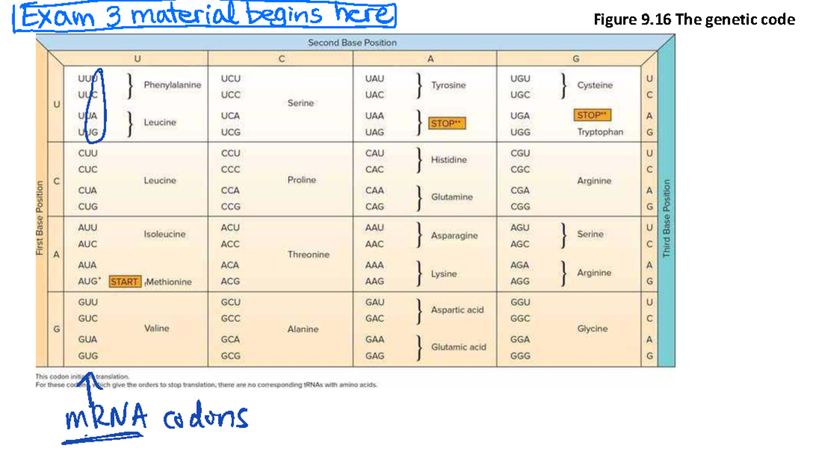 Chapter 9 Genetics: Translation, Regulation, and Mutation Notes (BIO ...