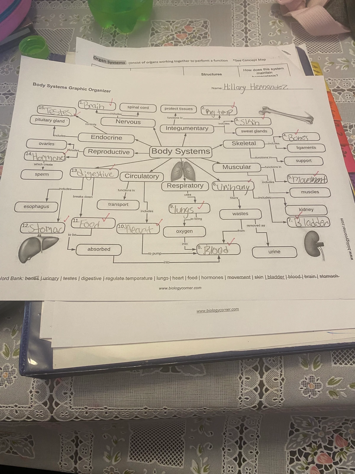 Amoeba Sisters Video Notes: Nervous System Overview - Studocu