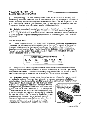 Cell Respiration Article - CELLULAR RESPIRATION Name: Reading 