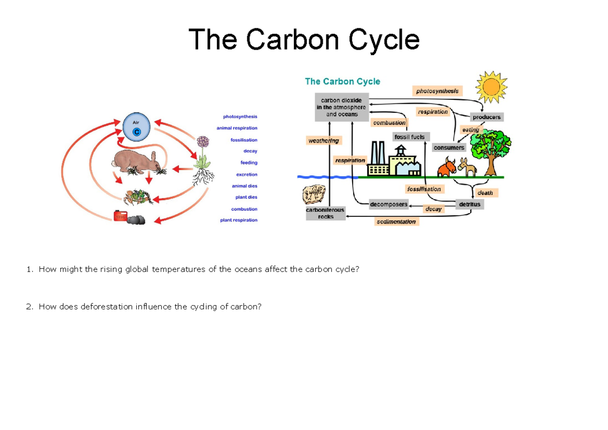 1 Cycles diagrams and questions - 1. How might the rising global ...