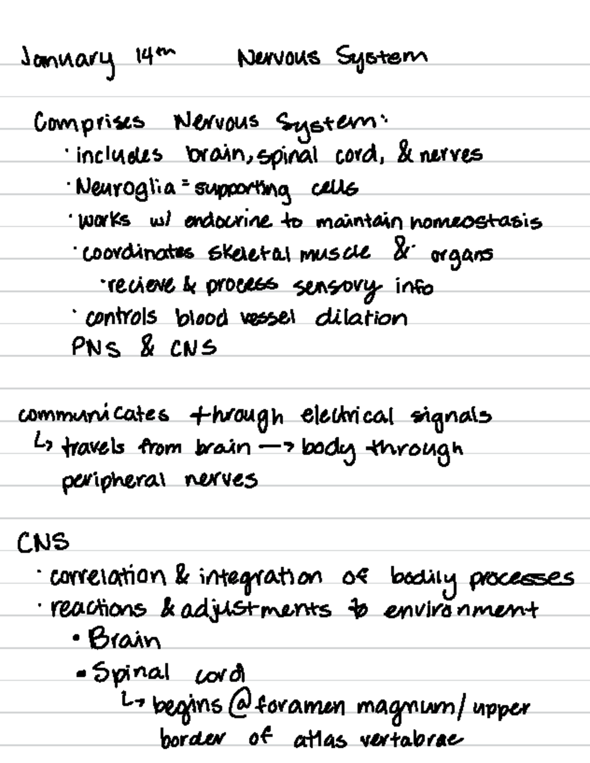 Neuroscience Overview: Nervous System Structure & Function - January ...