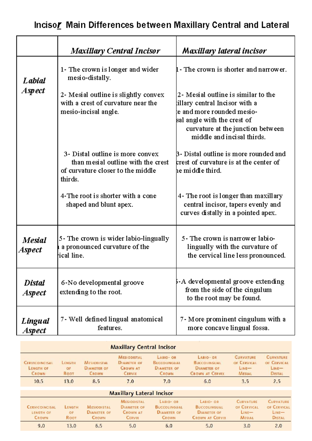 Maxillary Incisor Differences: Central vs Lateral Overview - Studocu