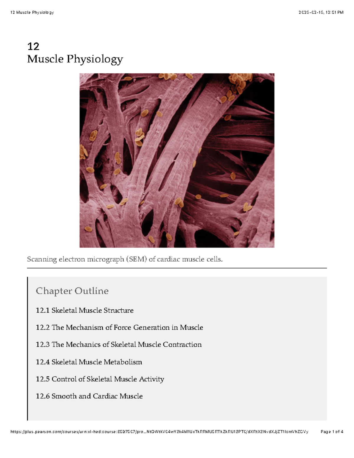 Chapter 12: Muscle Physiology Overview - Studocu