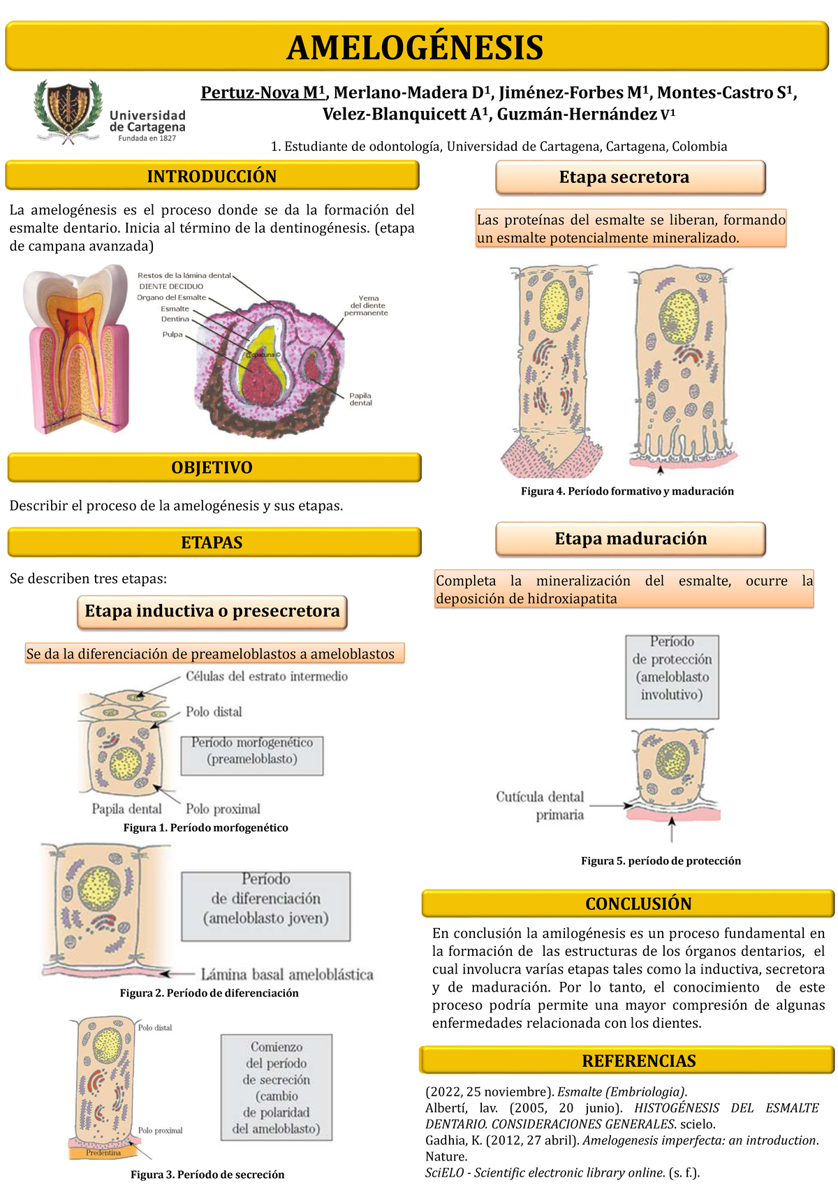 Amelogénesis: Proceso y Etapas en la Formación del Esmalte Dental - Document Preview