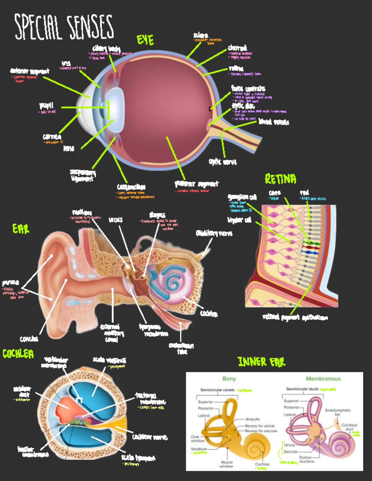 Organ System Diagrams: Special Senses Overview - Studocu