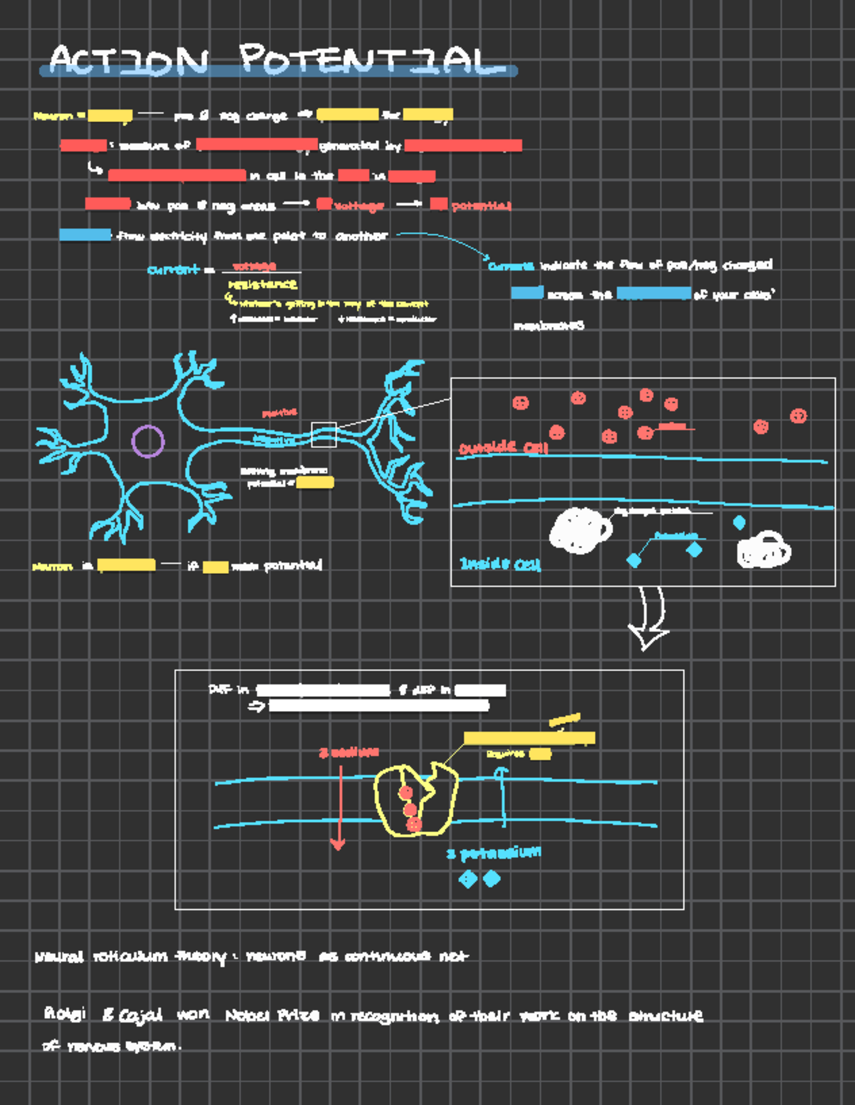Chapter 2 - ACTION POTENTIAL Neuron = battery pos & neg charge ...