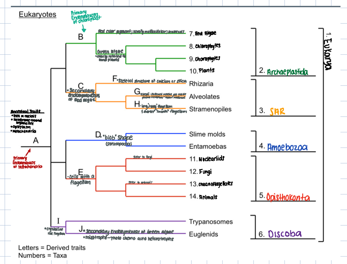 GBII Phylogenies - phylogeny - Eukarya o a EEE É E É If EE ÉÉÉ É Ifi j ...