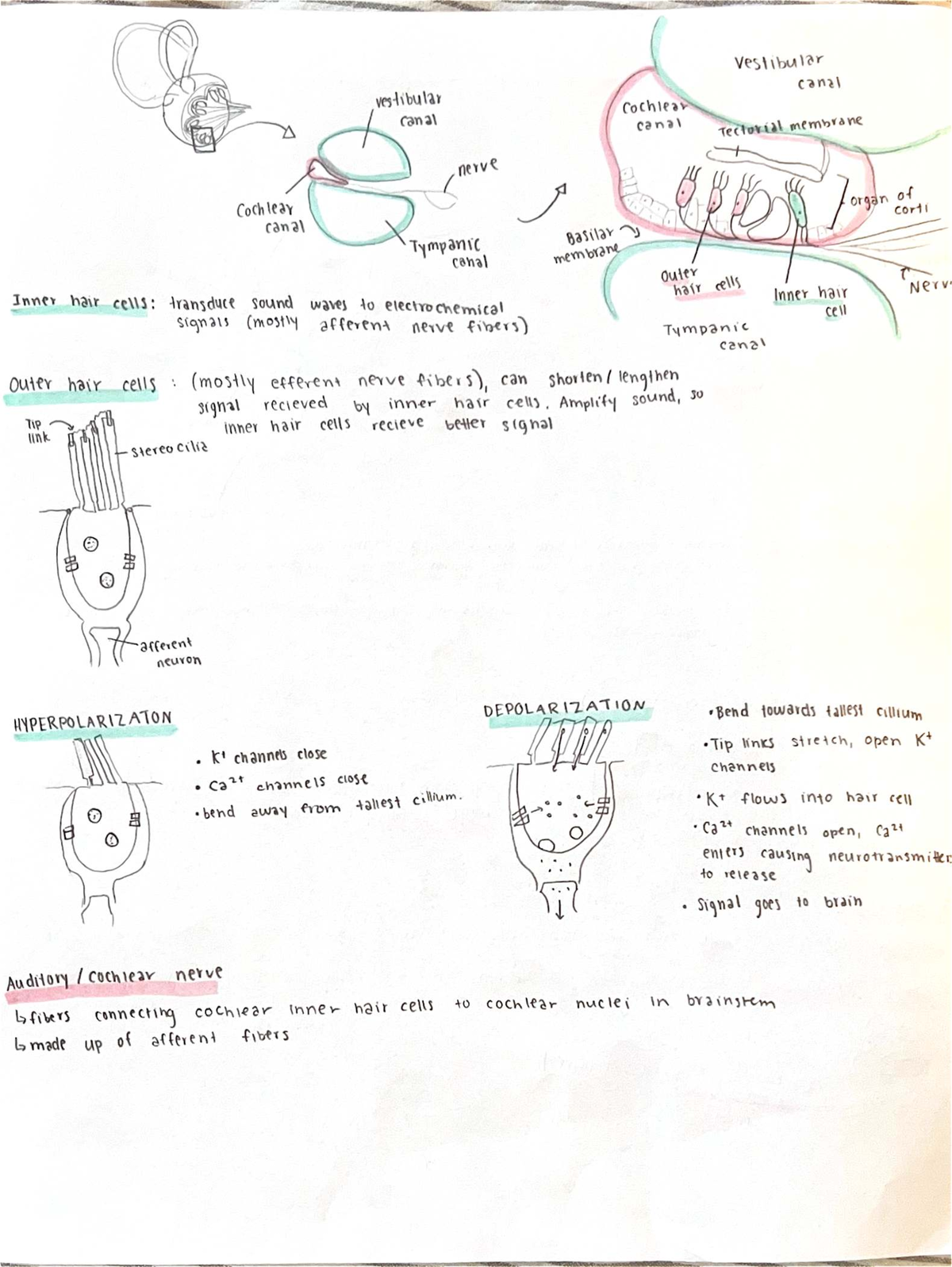 Vestibular - Hair Cells: Mechanisms of Sound Transduction - Studocu