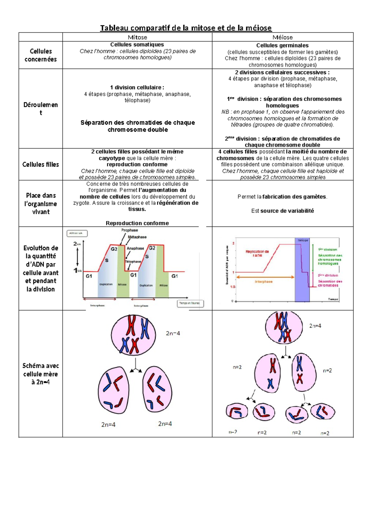 Tableau comparatif de la mitose et de la meiose 2 ème division séparation de chromatides de