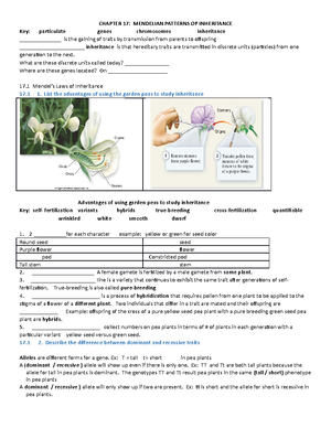 Study Guide Chapter 12 - CHAPTER 12 GENE EXPRESSION AT THE MOLECULAR ...