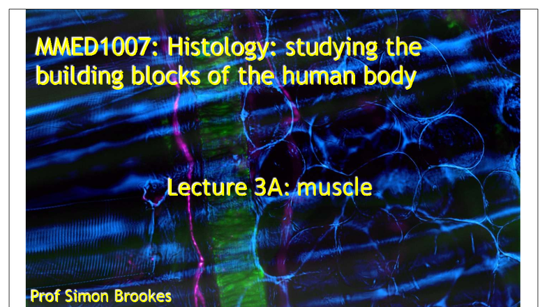MMED1007: Histology Lecture Notes on Muscle Tissue Structure and ...
