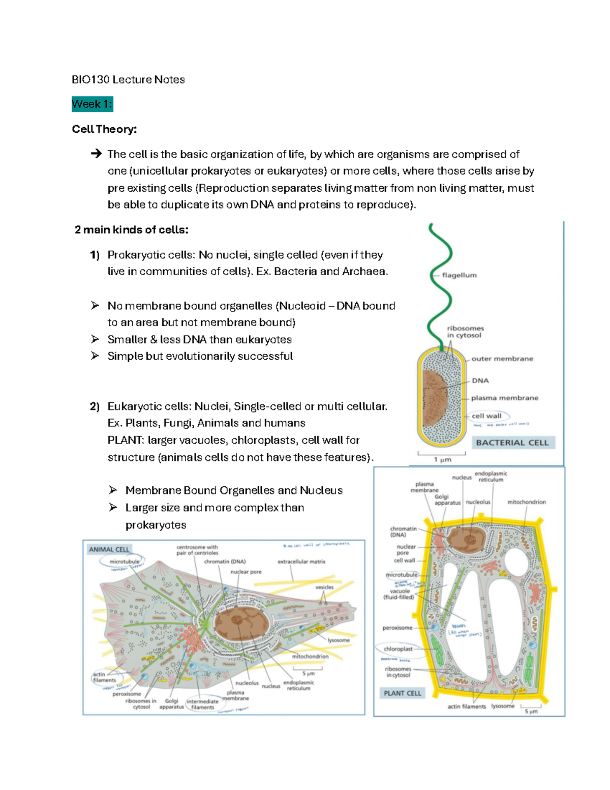 Bio notes 2 - BIO130 Lecture Notes Week 1: Cell Theory: The cell is the ...