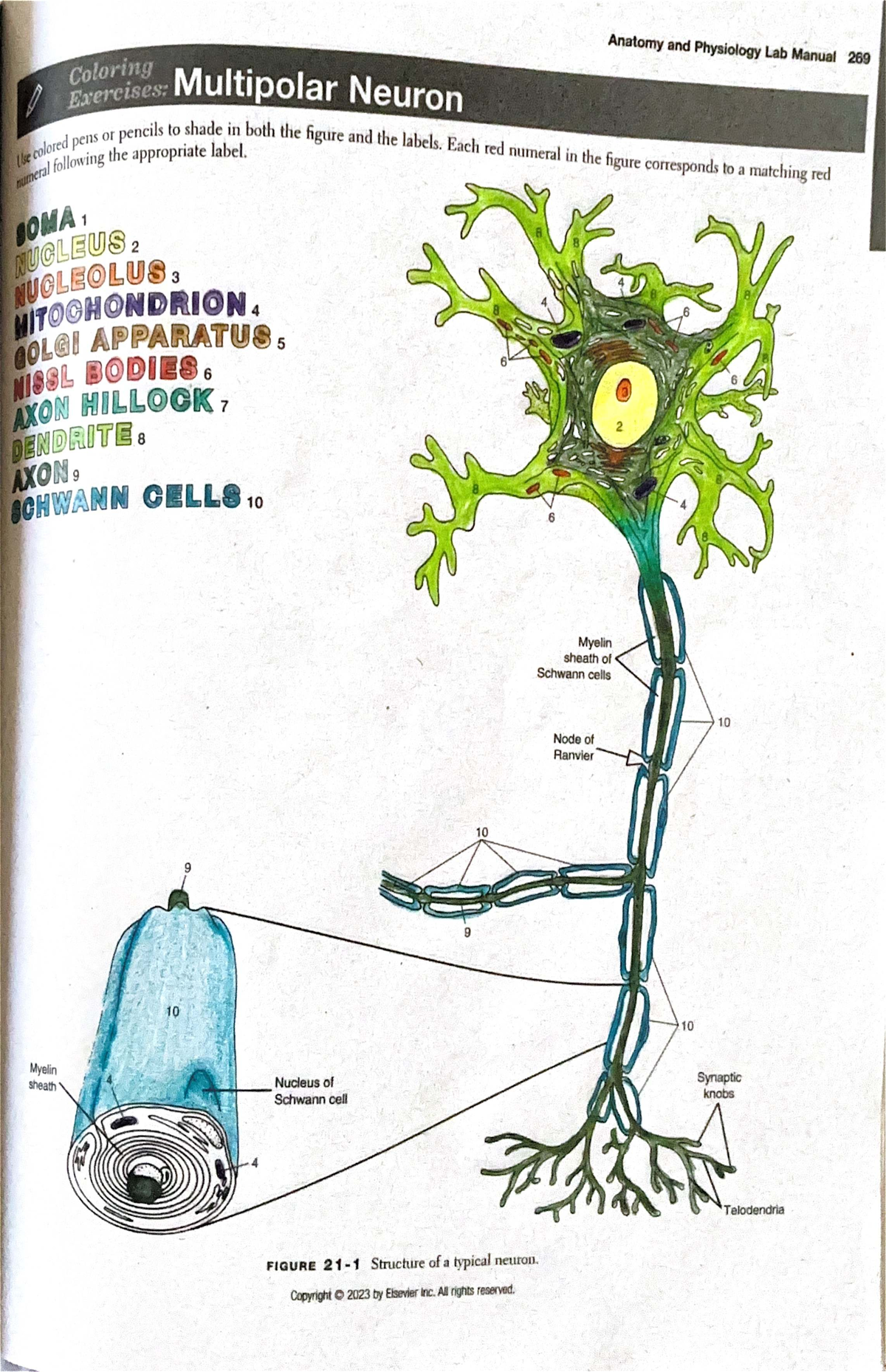 Anatomy & Physiology Lab Manual: Neuron & Brain Structure Figures - Studocu