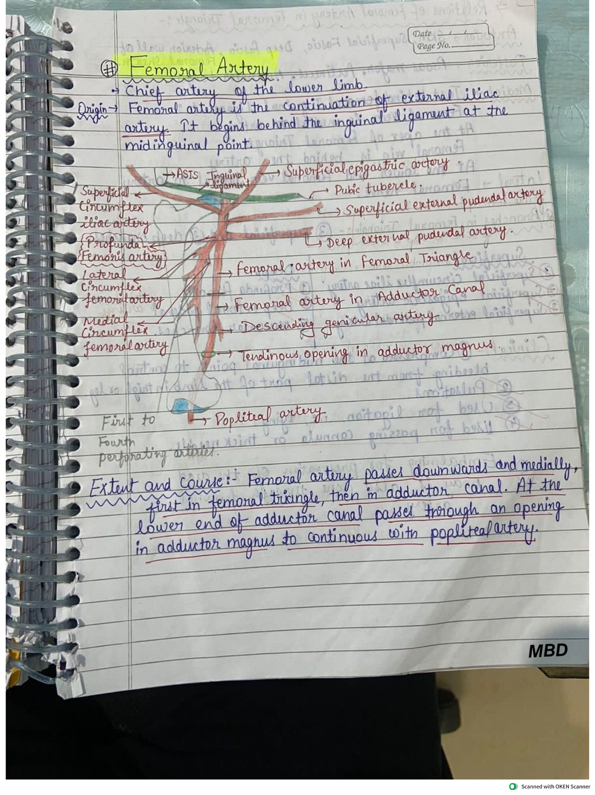 MBD 10029: Lower Limb Anatomy Notes - Femoral Artery & Related ...