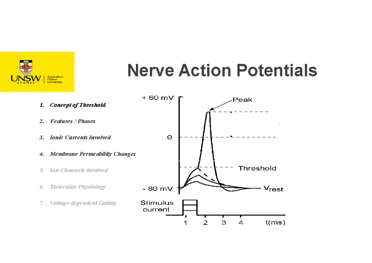 Nerve Action Potentials: Key Concepts & Ionic Currents (Lecture 1 ...