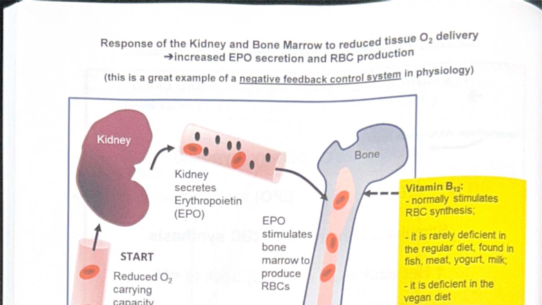Kidney and Bone Marrow Response to Reduced O₂: EPO and RBC Production ...