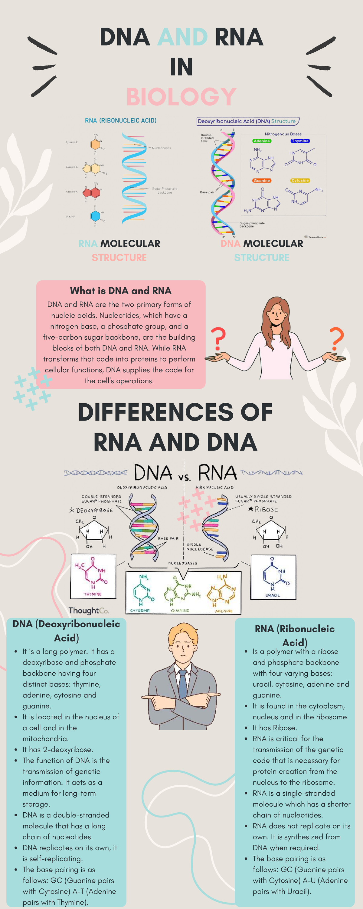 DNA and RNA in Biology: Molecular Structures and Functions - Studocu
