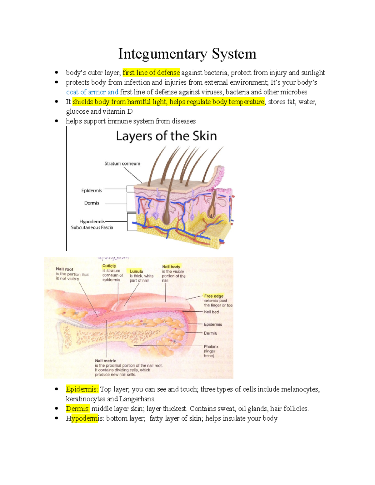 What Are The Basic Functions Of The Integumentary System